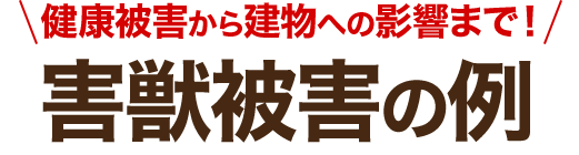 健康被害から建物への影響まで！害獣被害の例
